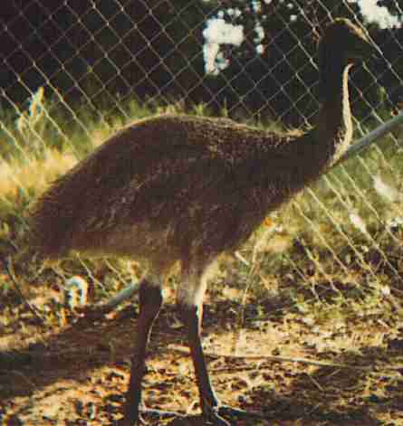 chick2