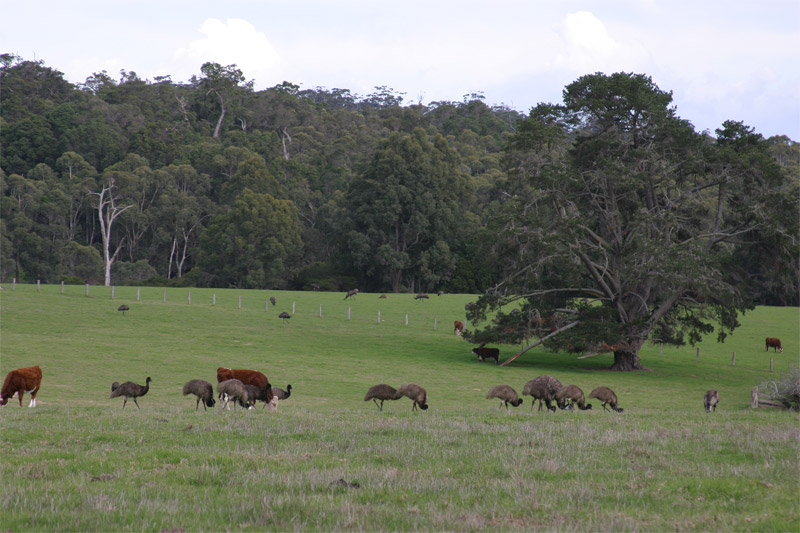 Australian scenery.