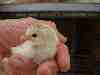 Photo Number 13