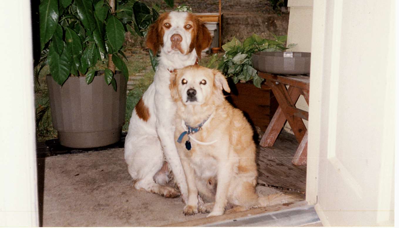 Fred is the white dog