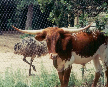 Red and an emu.